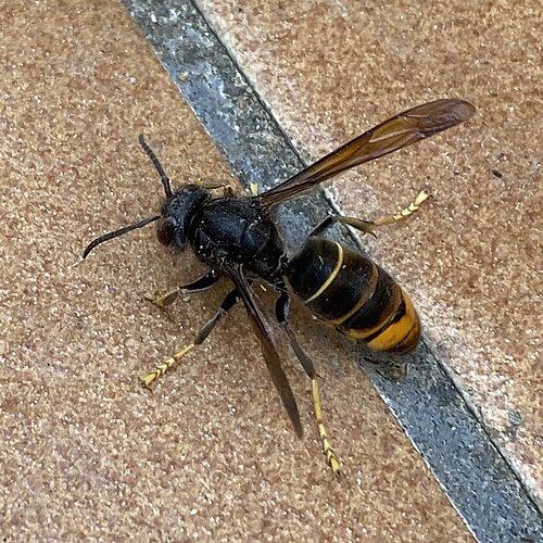 Frelon Asiatique