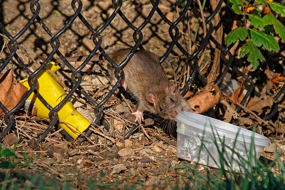 Rat Brun