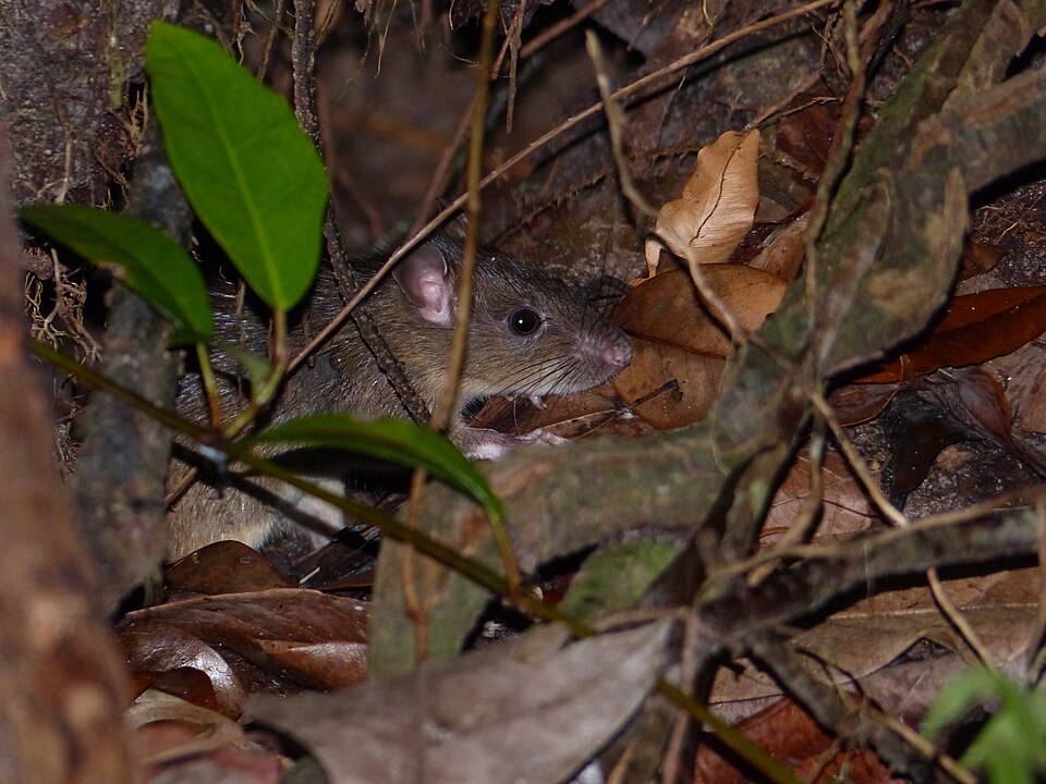 Rat Noir