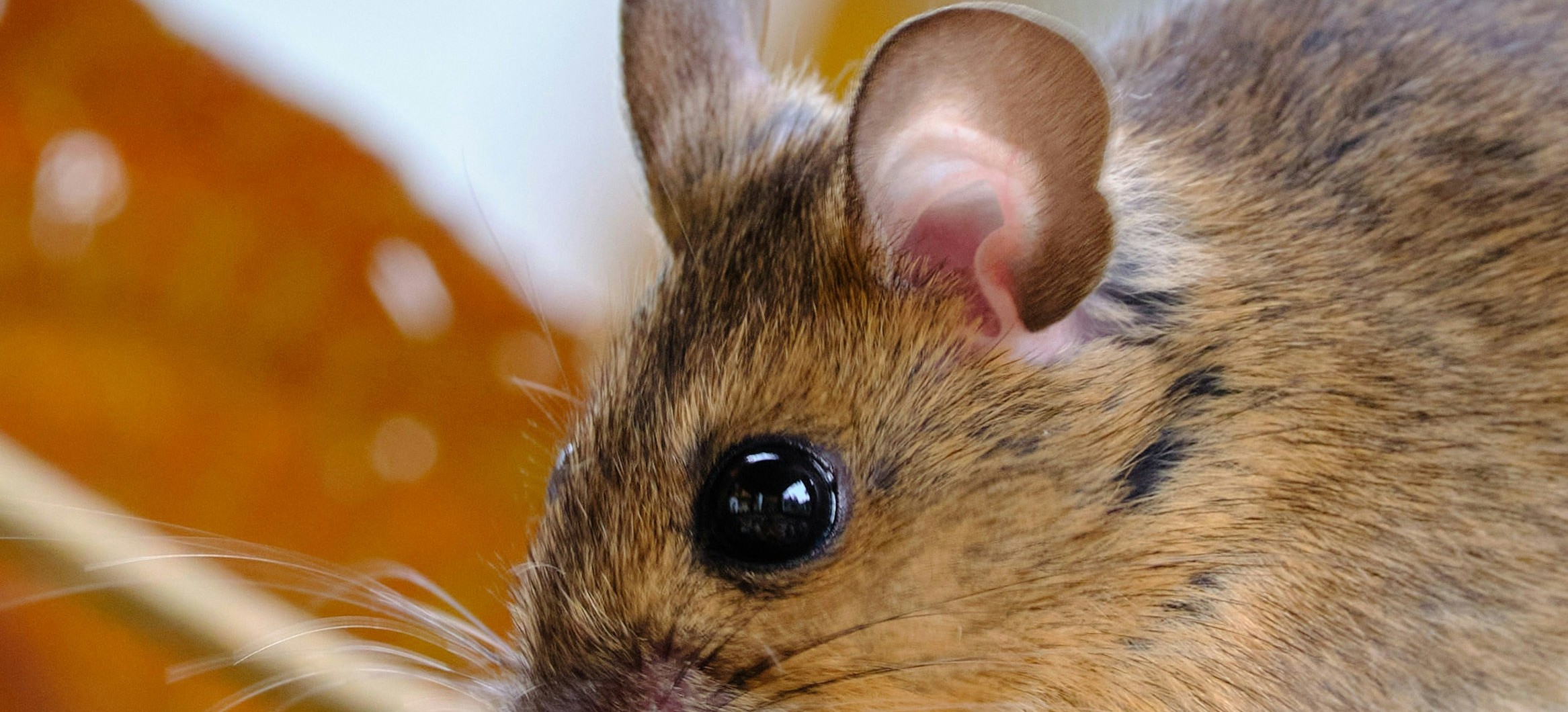 Souris Domestique
